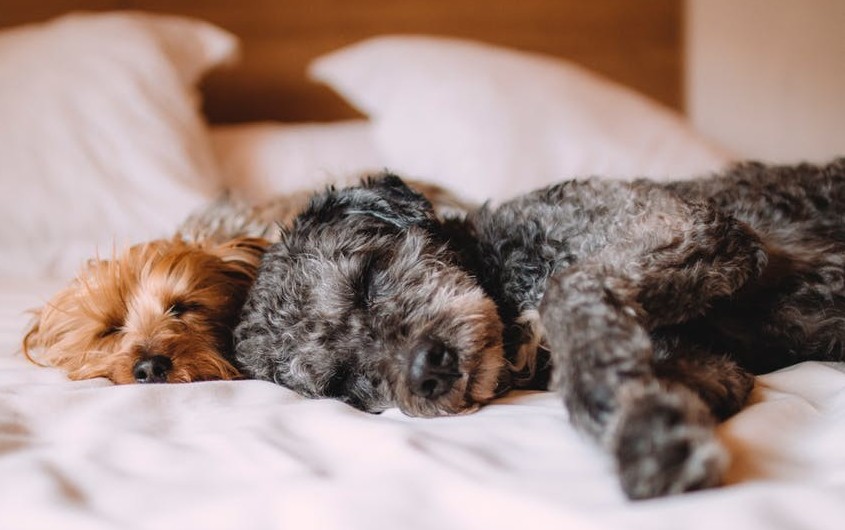 two dogs sleeping