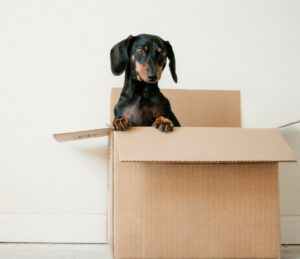 A dachshund popping up out of an open, empty, moving box.