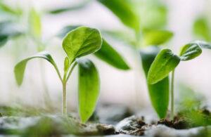 Two beautiful green seedlings growing up an inch and a half out of the ground.