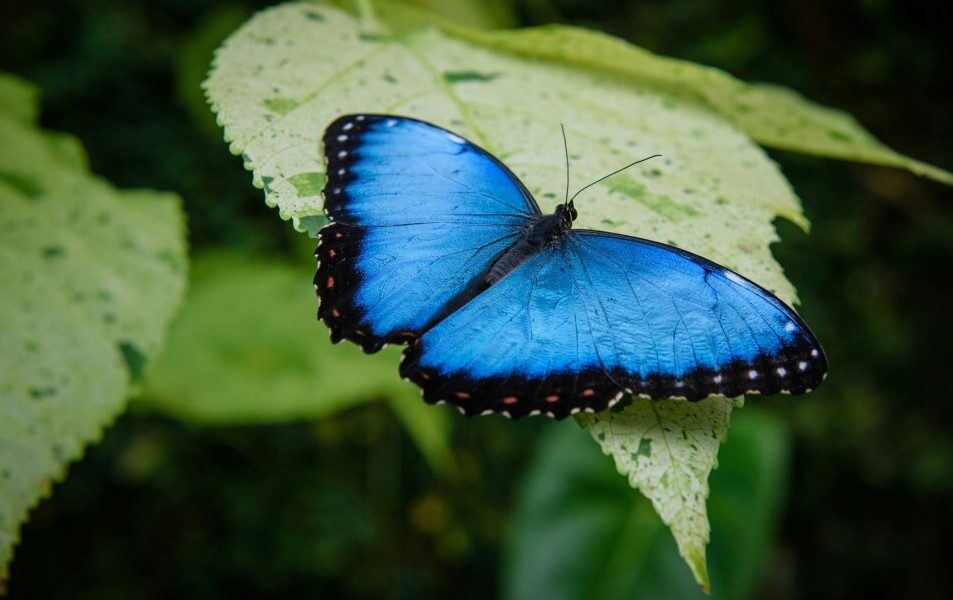 Bright blue butterfly setting on green leaf