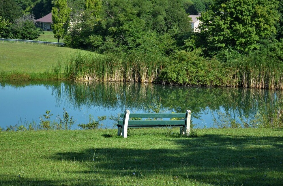 Green grassy area surrounding a pond with a park bench facing the water